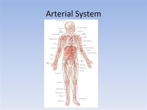 Anatomy of the Cardiovascular system | PPT