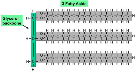 starch | PMG Biology