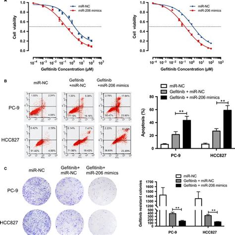 MiR206 Overcame IL6induced Gefitinib Resistance In PC9 And HCC827