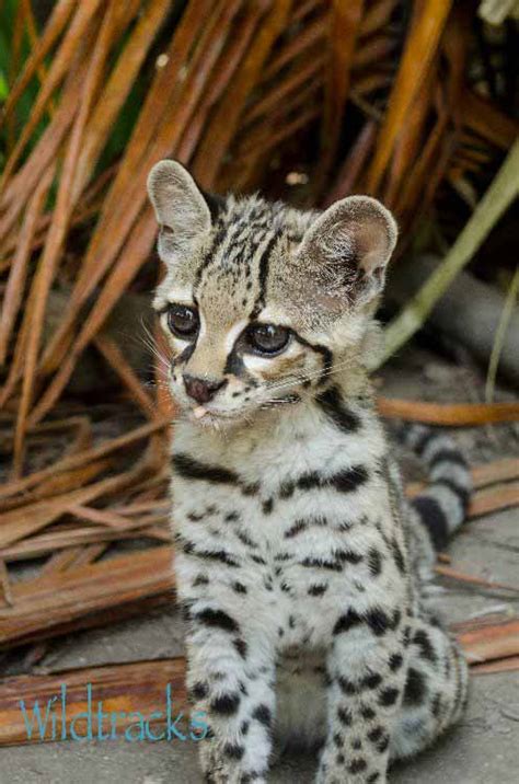 Cute Baby Margay