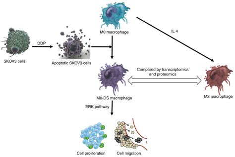 Apoptotic Skov Cells Stimulate M Macrophages To Differentiate Into M