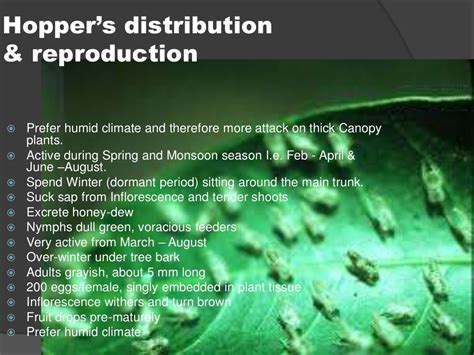 Mango Plant Hopper