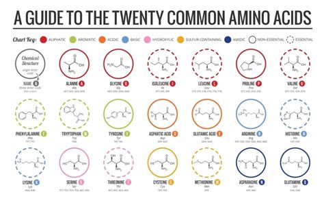 Amino Acid Chart: Explaining Each Kind - ivconcierge.com