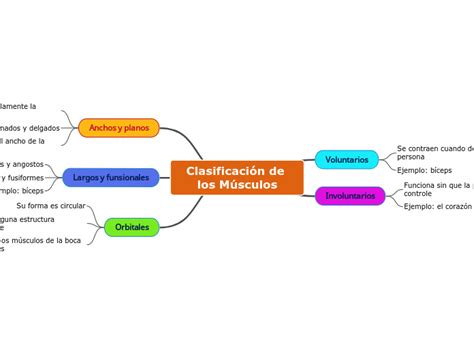 Clasificación de los Músculos Mind Map