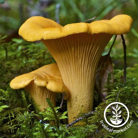 Free Photo Chanterelle Mushrooms Yellow Golden White Free