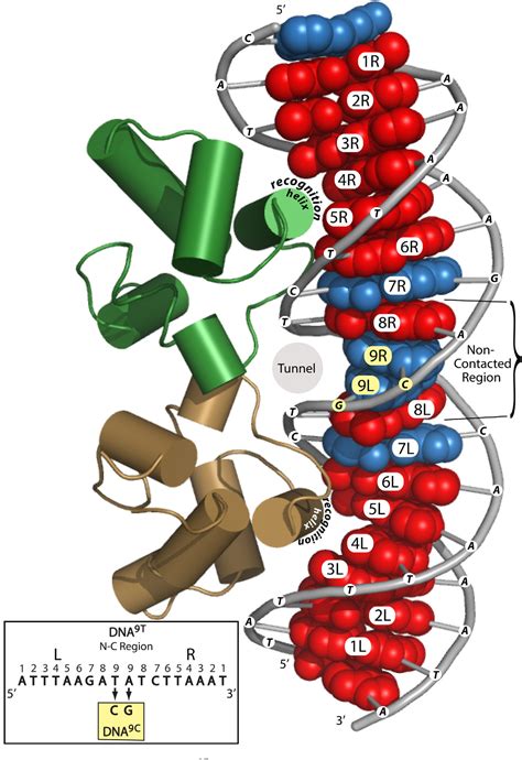 Figure From Sequence Recognition Of Dna By Protein Induced