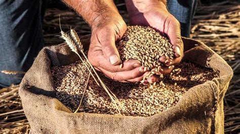 ASAJA alerta de una situación de extremo desabastecimiento de cereal