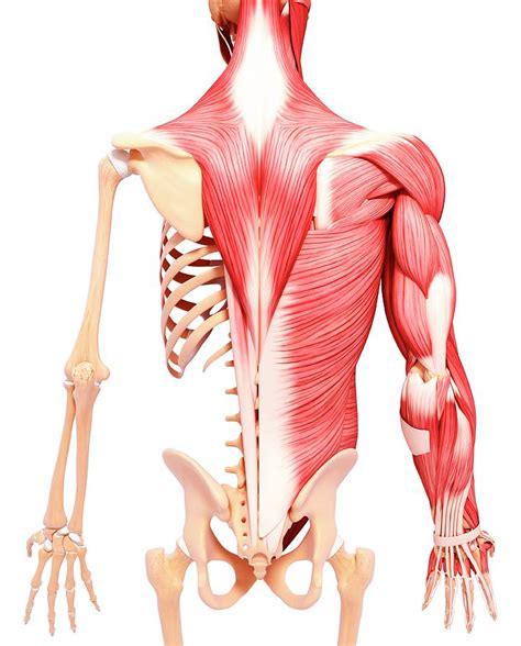 Human Musculature Photograph By Pixologicstudio Science Photo Library