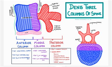 Denis Three Columns Of Spine Theory Illustrated