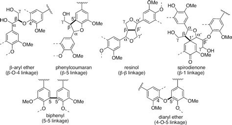 Variation Of The Contents Of Biphenyl Structures In Lignins Among Wood