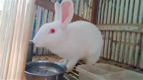 Cute White Rabbit With Red Eyes Youtube