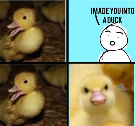 Duck Meme Rduck