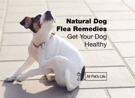 Natural Dog Flea Remedies Get Your Dog Healthy - All Pet's Life