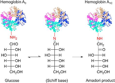 Glycated Hemoglobin Hba1c Biologic Models 56 Off