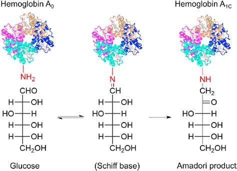 Glycosylated Hemoglobin Aic Can Best Be Described as a N