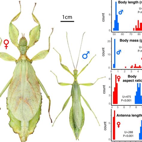 PDF The Evolution Of Morphological Diversity And Sexual Dimorphism In