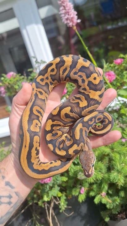 Black Pastel Leopard Redstripe Double Het Desert Ghost Clown