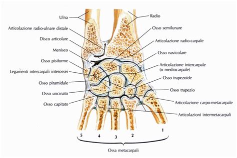 Articolazioni Carpo Metacarpiche Medicinapertutti It