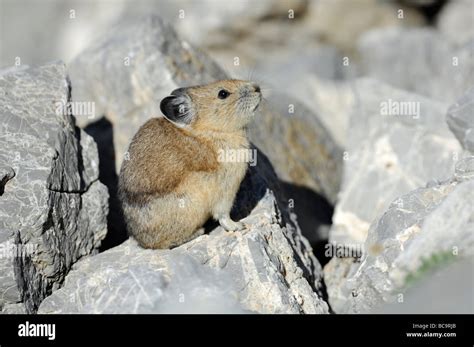 Utah Pika Hi Res Stock Photography And Images Alamy