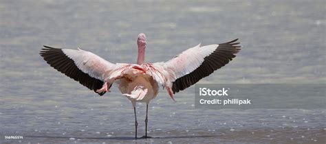 Flamingo Wingspan Stock Photo - Download Image Now - Animal Body Part ...