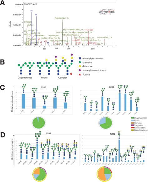 Mass spectrometry characterization of N-linked glycan composition of ...