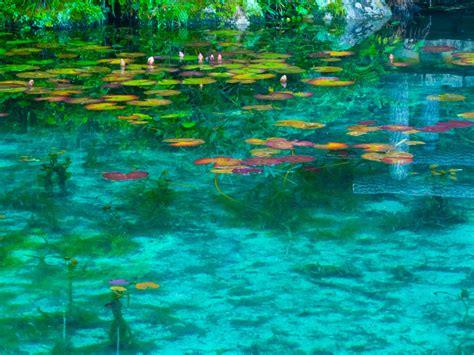 Monet's Pond: The Pond Where Art Comes to Life | Amusing Planet