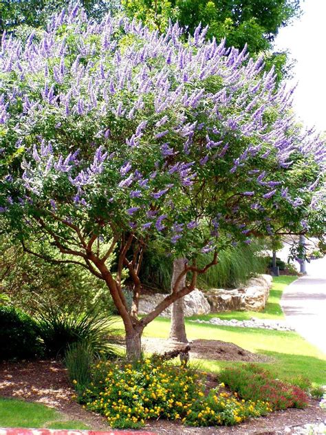 Vitex Tree Serves As Texas Answer To The Lilac Landscaping Trees