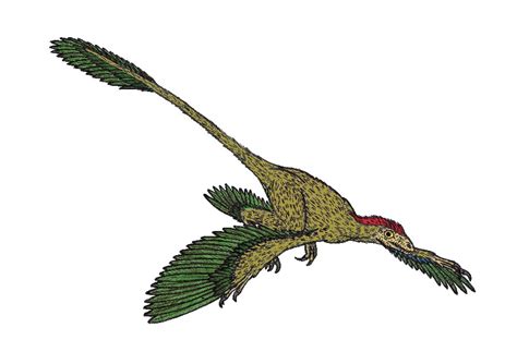 Microraptor Pictures & Facts - The Dinosaur Database