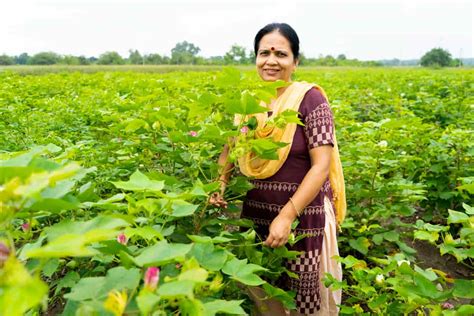 Pink Bollworm Management in Cotton: Symptoms, Treatment, Chemical, Biological, Natural, and ...