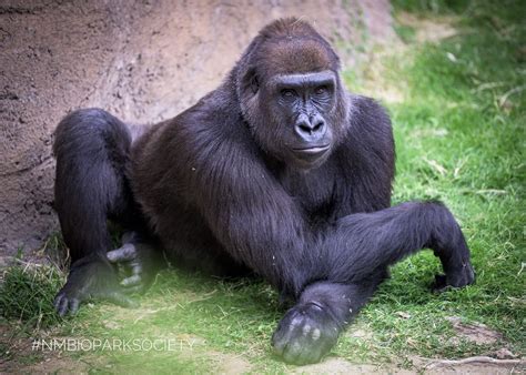 Abq Biopark Announces Pregnancies Of Orangutan Sarah And Gorilla Samantha — City Of Albuquerque