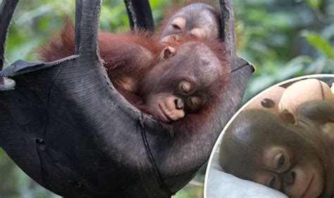 Video Budi The Orangutan S Incredible Recovery Nature News