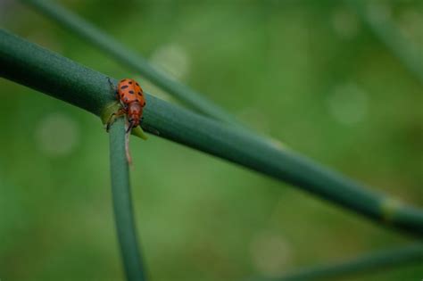 Spotted Asparagus Beetle - Island Nature