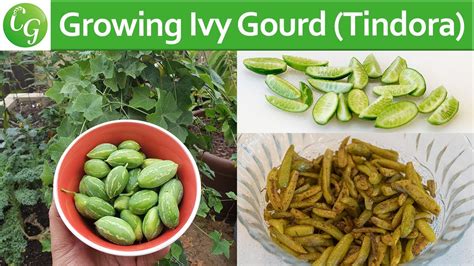 How To Grow Ivy Gourd Tindora Or Tondli Plus Recipe Youtube