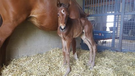 Foaling – WynOaks Farm