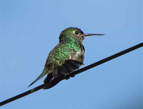 Foto Beija Flor De Garganta Verde Chionomesa Fimbriata Por M Rcia