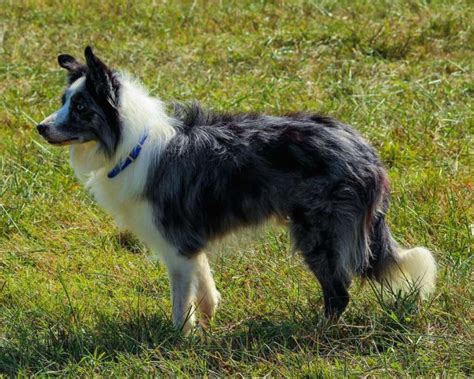 Tipos De Border Collie Descubre Tu Favorito