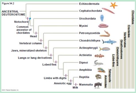 Phylogenies Flashcards Quizlet