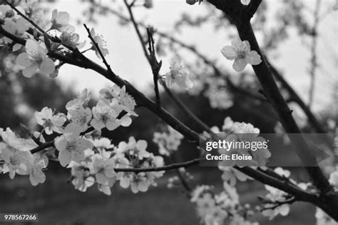 Black Cherry Tree Leaves Photos and Premium High Res Pictures - Getty ...