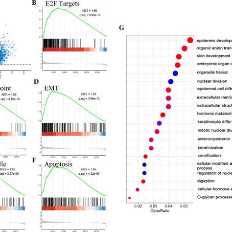 Differentially Expression Gene Identification And The Enrichment