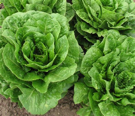 Romaine Lettuce Growing Guide Easy Way To Garden
