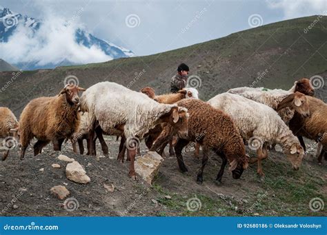 Vintage Photo of Shepherd Herding His Flock of Sheep Stock Photo ...