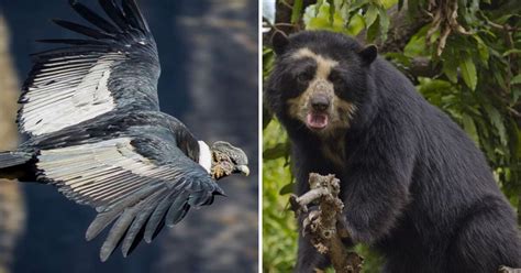 20 animales en peligro de EXTINCIÓN en Perú que amenazan con