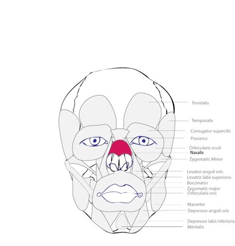 Human Muscular System Nasalis Muscle