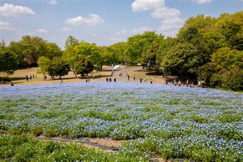 国営武蔵丘陵森林公園（埼玉県比企郡滑川町・熊谷市）ネモフィラの青いじゅうたん／公園へ行こう！