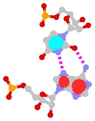 3DNA Homepage -- Nucleic Acid Structures