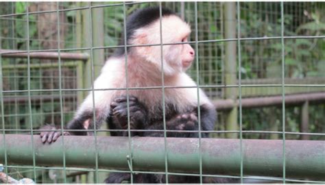 Les Refuges D Animaux Au Costa Rica Arawak Experience