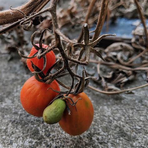 Tomato (Solanum lycopersicum) – Weeds of Melbourne