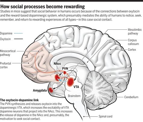 Francis Villatoro On Twitter How Social Processes Become Rewarding