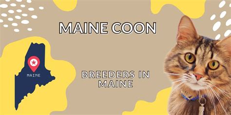 Maine Coon Breeders in Maine | 12 Best Breeders [September 2024]