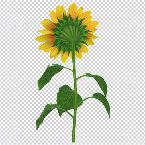 Un Girasol Con Una Hoja Verde En El Tallo Archivo PSD Premium